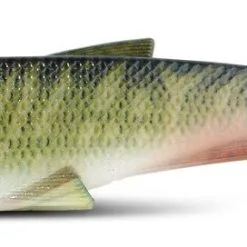 Iron Claw Belly Boy NG Nature - Gummifisch -Shakespeare - Pure Fishing 8382 701vO758PzPAyVu5 1280x1280